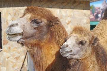 portrait of the beautiful camels in zoo