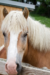 Obraz premium Palomino Horse Closeup