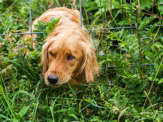 Curious Golden Retriever Puppy Stuck in Fence/Gate