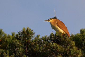 nankeen night heron