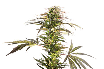 medical cannabis marijuana plant on an isolated background