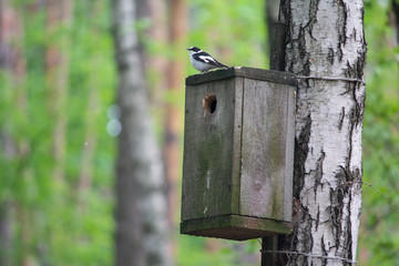 Bird is sitting on the birdhouse in the park