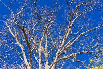 Tree in winter, no leafs