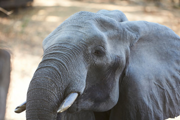 Fototapeta na wymiar Elephant in Mana Pools National Park, Zimbabwe