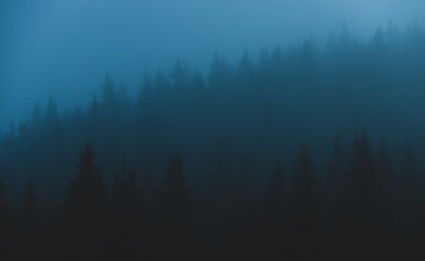 landscape nature mist pine