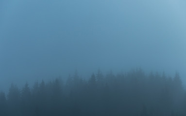 dense fog in the forest in the mountains mysterious scenery season