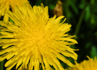 Flowers Yellow dandelion closeup (Taraxacum officinale). Dandelion flowering in a clearing on a Sunny spring day, closeup