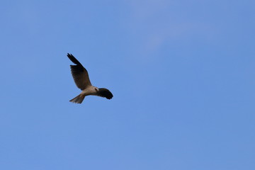 Fototapeta na wymiar black shouldered kite