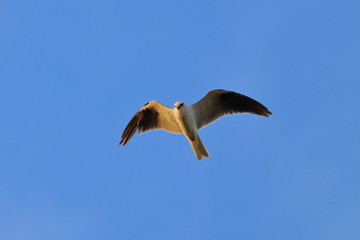 Obraz premium black shouldered kite