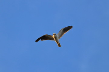 Obraz premium black shouldered kite