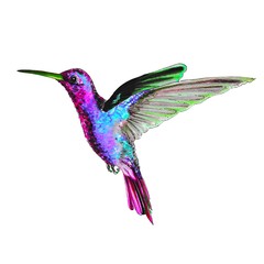 Hummingbird on white background © Tatyana MonteMi