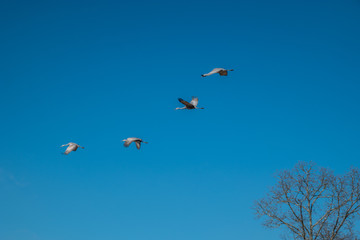 Sandhill cranes migration