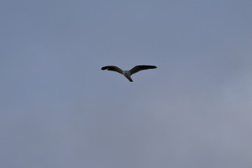 black shouldered kite