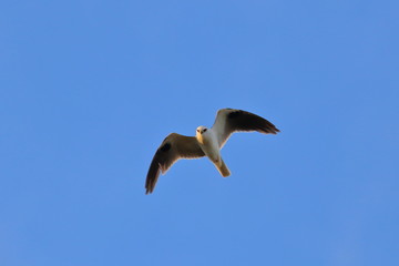 Obraz premium black shouldered kite