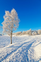 Obraz premium Snowy Birch tree