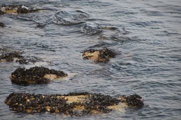 stones with sea shells on them in winter