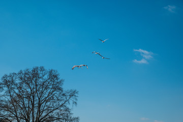 Sandhill cranes migration
