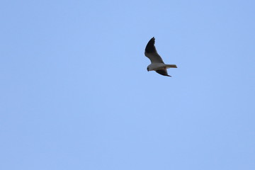 black shouldered kite