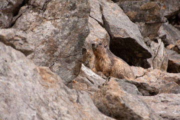 Marmota