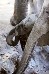 Elephant in Mana Pools National Park, Zimbabwe