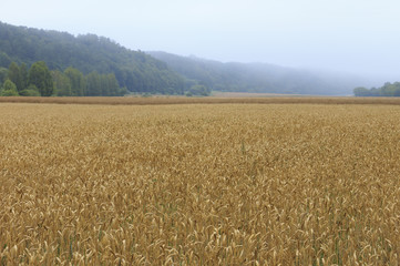 Cereal field in the morning light.
