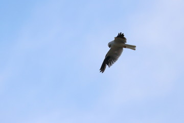 black shouldered kite