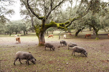 In the Andalusian pasture of cork oaks and holm oaks, Iberian pigs graze and eat acorns freely during the montanera months from November to February