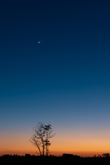 silhouette of tree in sunset