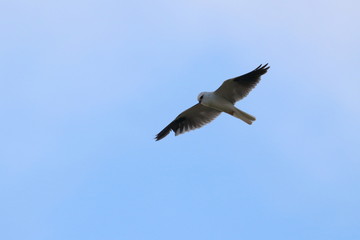 black shouldered kite