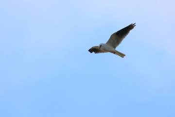 black shouldered kite