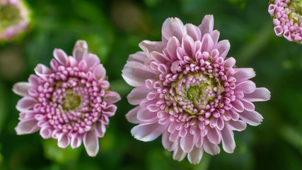 pink aster flowers in close up view - 306957439