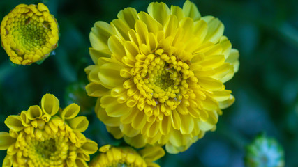yellow aster flowers in close up view - 306957443