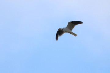 black shouldered kite