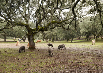 In the Andalusian pasture of cork oaks and holm oaks, Iberian pigs graze and eat acorns freely during the montanera months from November to February