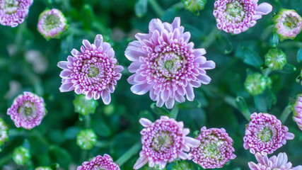 pink aster flowers in close up top view - 306957484