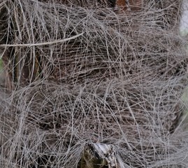 Rivestimento naturale di un tronco di palma