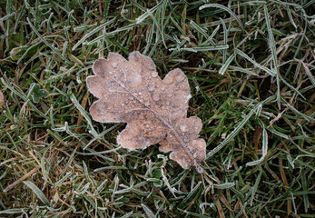 One oak leaf with ice crystals on frozen grass