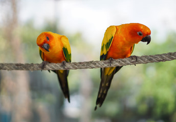 Focus selection: 2 macaws on the rope