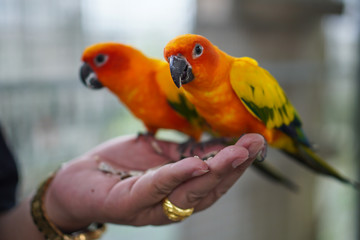 Focus selection: Macaw parrot perched on his hand to eat food