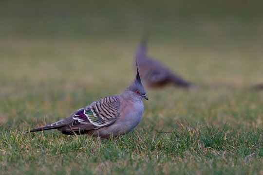 Crested Pigeon