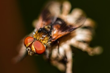 Fly with big eyes close-up