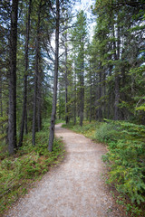 Footpath through a pine forest.