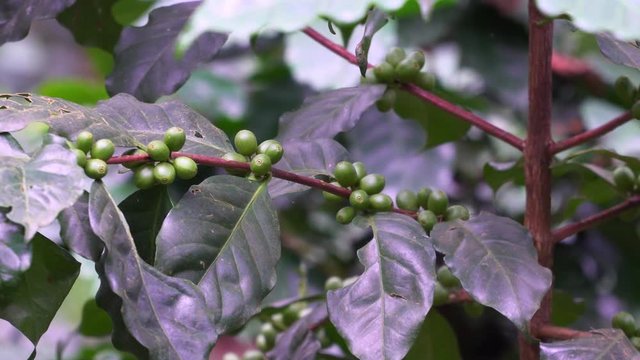 Coffee beans are in the coffee tree.