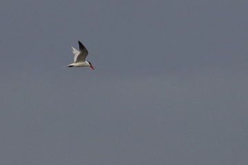 caspian tern