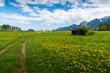 The yellow flowers field and snow mountains landscape, Germany