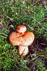 A small food fungus grows on a large fungus