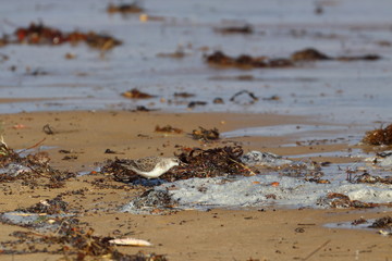 red necked stint