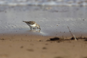 red necked stint