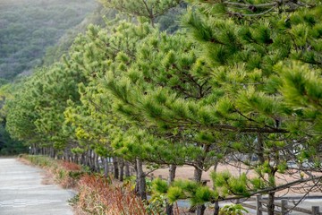 Fototapeta na wymiar Wide angle view of rows of Japanese Black Pine (Pinus thumbergii) along Shimo Aso beach on a cloudy day. Nobeoka, Japan. Travel and nature.