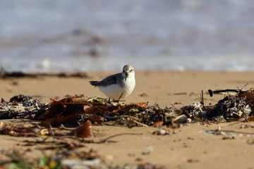 red necked stint